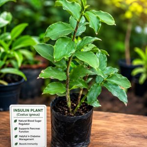 insulinplant