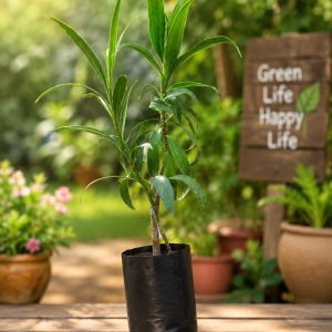 luckybamboo