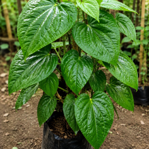 paanbada