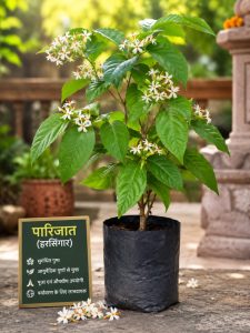 पारिजात (हरसिंगार) parijaat