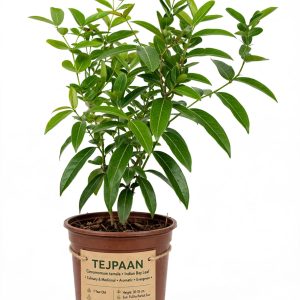 tejpan
