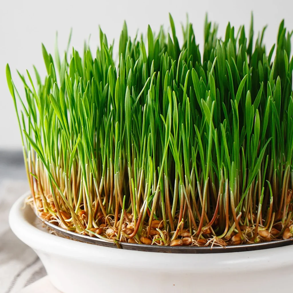 wheat grass